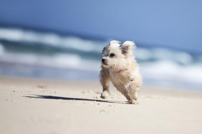 Cani in spiaggia: 10 consigli per una vacanza piacevole