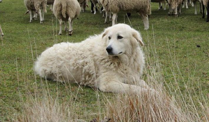 Cani  e comportamento:   La memoria di razza: fondamentale  per capire i nostri amici