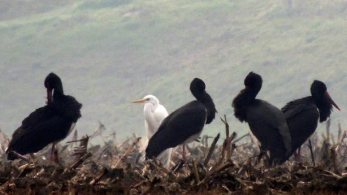 Quattro cicogne nere sul Po: una specie rarissima