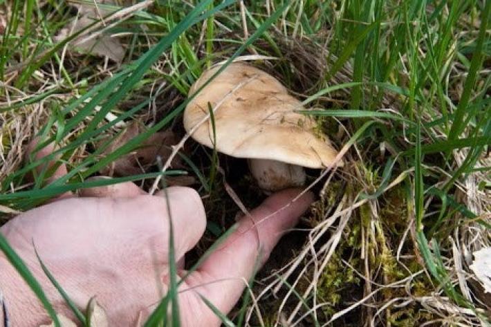 Tempo di prugnoli & co.: s&igrave; alla raccolta 'in solitaria' e all'interno della provincia