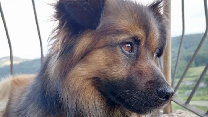 &laquo;Il nostro cagnolino Jimmy ucciso dai lupi davanti a mia figlia&raquo;