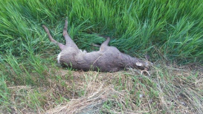 Scontri in strada con gli animali: in un anno recuperati 150 caprioli