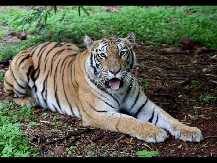 India, con il lockdown riescono le tigri