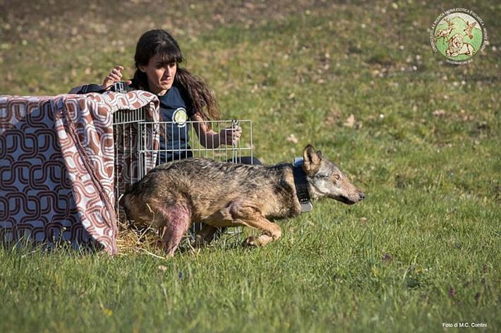 Il lupo Rio, salvato nel Parmense dopo l'avvelenamento: e ora torna libero