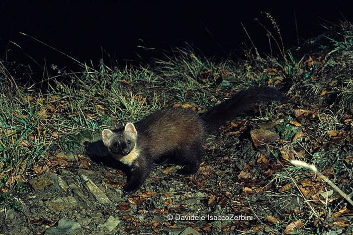 Dopo il lockdown, la foto-trappola regala la sorpresa: la martora (di nuovo) nel parmense