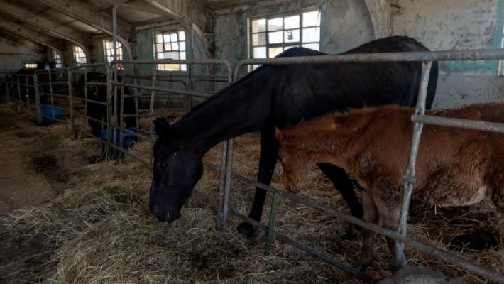 Puledro sbranato dai lupi nella stalla