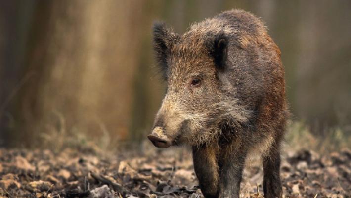 Sempre pi&ugrave; cinghiali e sempre pi&ugrave; danni (e incidenti)