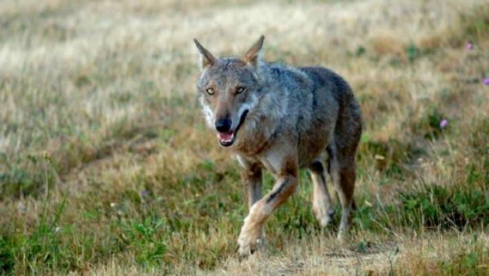 Lupi in Appennino, Rainieri e Occhi: "E' emergenza. La Regione deve fare di pi&ugrave;"