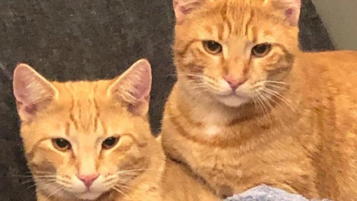 Langhirano, &laquo;I miei gatti sono stati avvelenati&raquo;