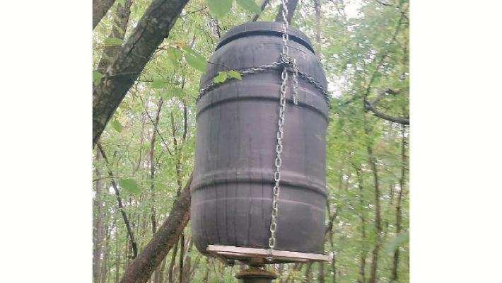 Sorpresi mentre cibano cinghiali: denunciati due cacciatori