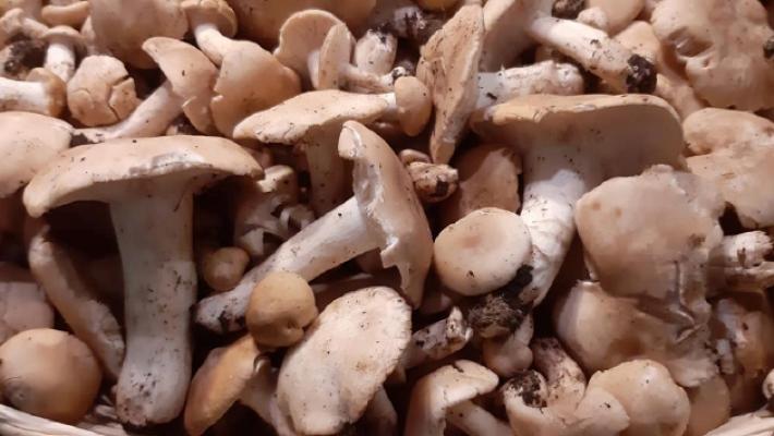 Funghi, in arrivo i primi prugnoli: pochi e cari (ma buonissimi)