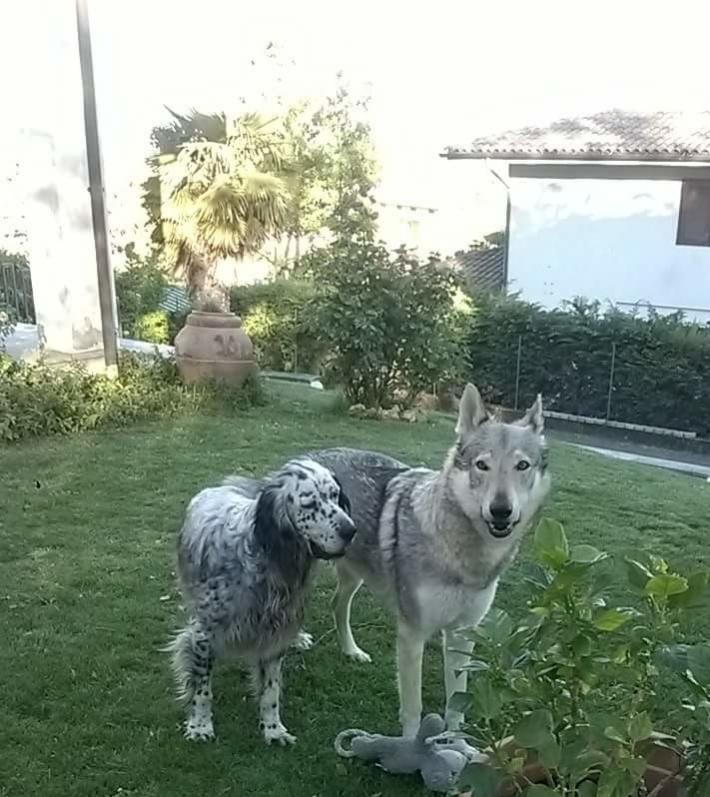 Due cani scappati da casa il 6 settembre a Salso