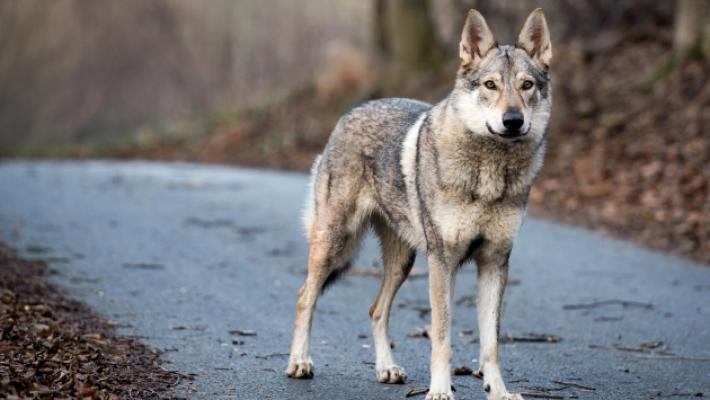 Donna azzannata sul pianerottolo del condominio dal cane del vicino