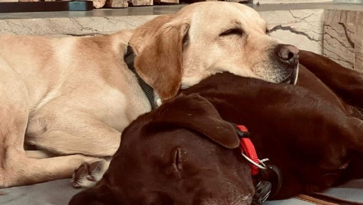 Marley e Olivia, salvati in via Budellungo, hanno trovato una famiglia