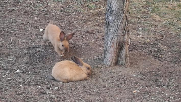 I coniglietti del parco Nevicati ancora &laquo;torturati&raquo; dai bambini