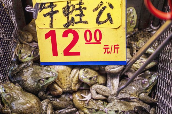 Wuhan vieta la carne di animali selvatici per 5 anni