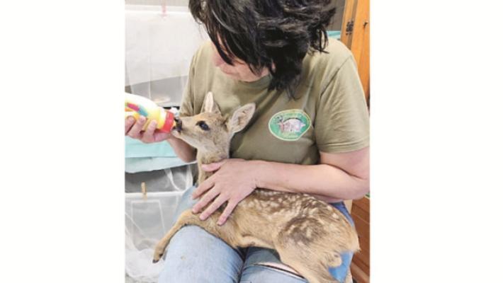 Mamma uccisa da un'auto, piccolo capriolo salvato dai volontari
