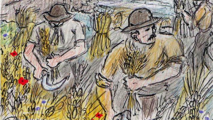 Quando in Cittadella si mieteva il grano