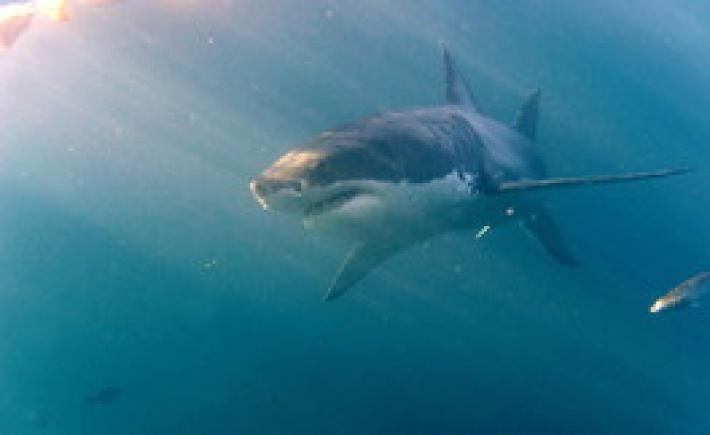 Squalo di tre metri avvistato al largo di Livorno