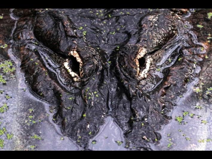 Florida, bambino scomparso trovato morto nella bocca di un alligatore