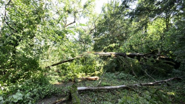 La tromba d'aria ha devastato anche il parco della Villa di Verdi
