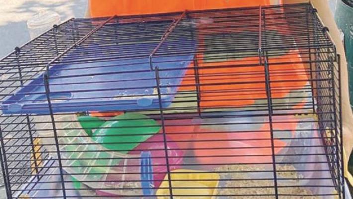 Gettato nei rifiuti sotto il sole cocente: morto un criceto