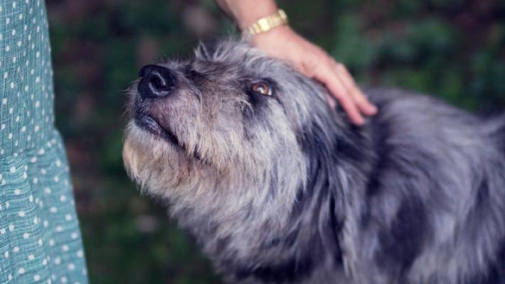 Gialdi: &laquo;L'Ufficio comunale dell'Anagrafe canina sempre chiuso&raquo;