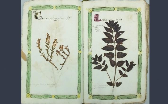 Curarsi con le piante: risale al 1722 l&rsquo;Erbario del medico e botanico Casapini