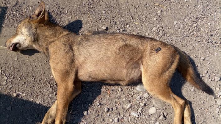 Lupa investita e uccisa sulla via Emilia