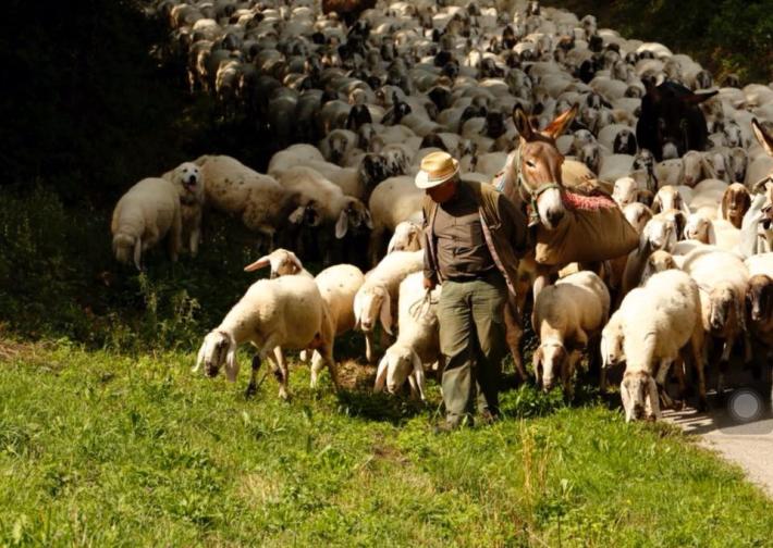 Sconfina col gregge nel suo terreno, pastore aggredisce 'collega' a Guastalla
