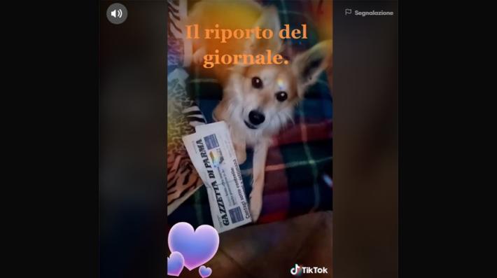 'Platone, mi vai a prendere la Gazzetta?'; il video di un lettore (con cane)