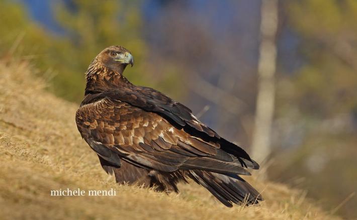 Bracconaggio, la Lipu: 'Subito la nuova legge e sospendere la caccia in caso di illeciti'