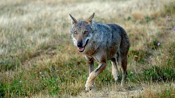 Lupo assale una vitella, la mucca lo respinge a calci