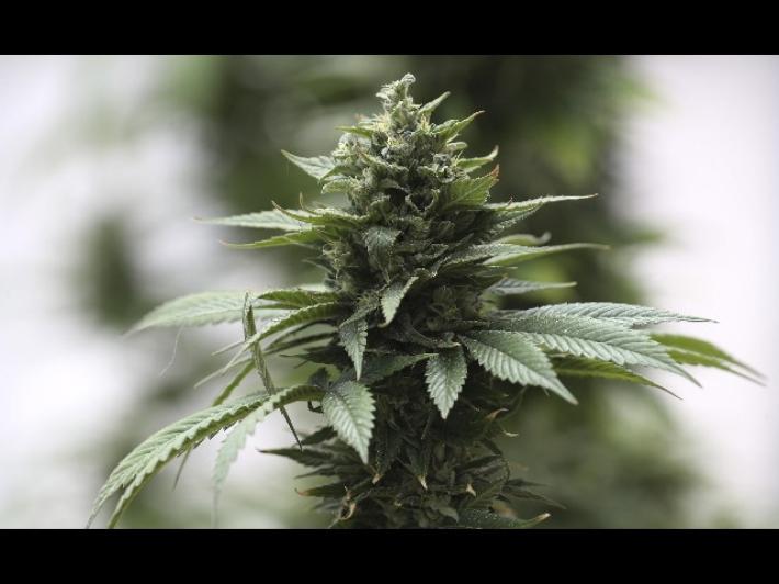 Sequestrati 19 kg di infiorescenze e oli di canapa a un parmigiano che &egrave; stato interdetto al commercio per 6 mesi