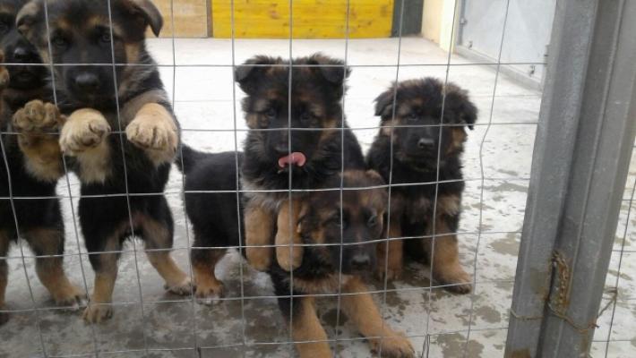 Scoperti allevamenti abusivi di cani e gatti: denunce e sequestri