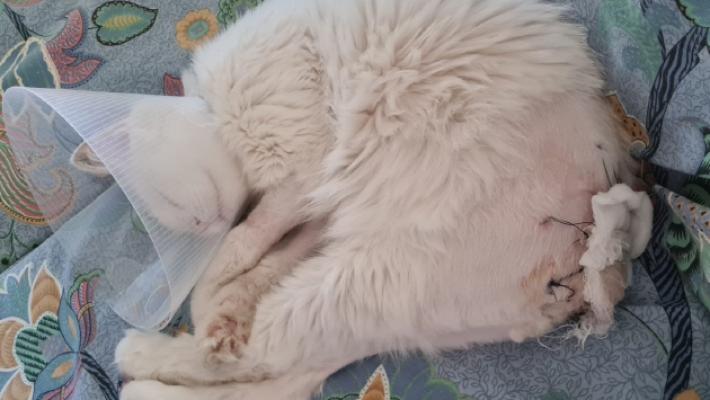 Gatto seviziato: coda tagliata e gravi ferite