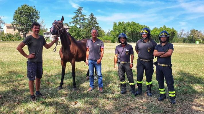 &laquo;Ecco come abbiamo salvato la cavalla Stella&raquo;