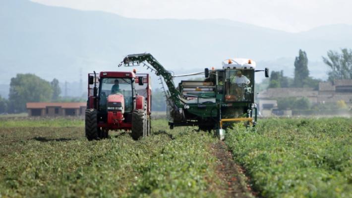 Pomodoro da industria, l'anno della qualit&agrave;. Ma incidono siccit&agrave; e lievitazione dei costi