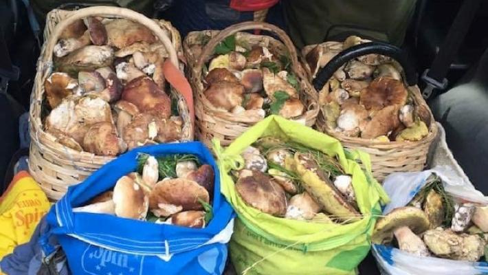 Funghi, assalto ai boschi: preoccupano maleducazione e mancato rispetto delle regole