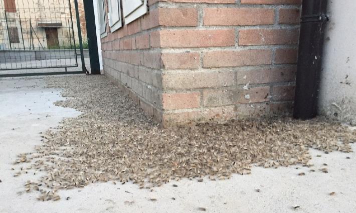 Famiglia sotto assedio dei bruchi