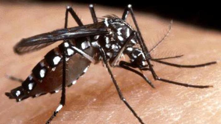 Dengue, referto negativo dopo la segnalazione al Parco Area delle Scienze. Trattamenti in altre zone di Parma 