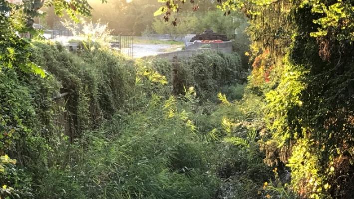 Ghiara e Citronia, troppa vegetazione nell'alveo dei torrenti