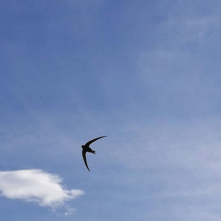 Rondoni: la giornata mondiale per sostenere gli "amici del cielo"