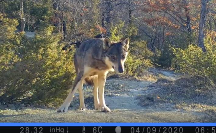 La guida recupera la fototrappola e... ecco gli animali 'in posa' all'Oasi dei Ghirardi- Video 