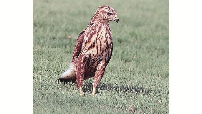 Uccise la poiana per difendere la gallina: assolto
