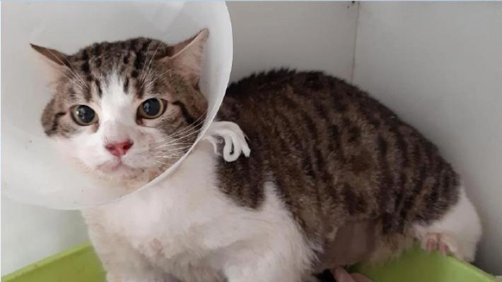 Gatto seviziato e buttato in un sacco per strada