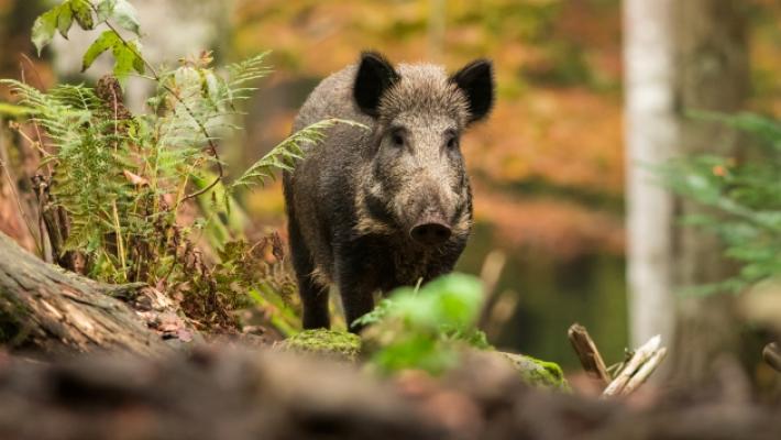 Bardi, dove sono finiti gli animali selvatici?