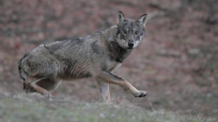 Lupi, cresce il timore: il sindaco di Varsi scrive al prefetto