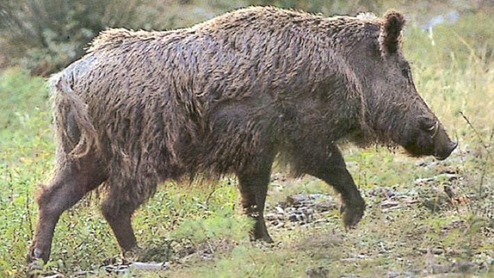 Un cinghiale in strada a Ponteghiara: ennesimo incidente