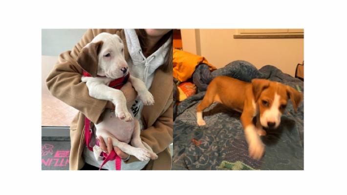 Il salvataggio di Cody e Nina, i due cuccioli abbandonati in strada e tra i rifiuti